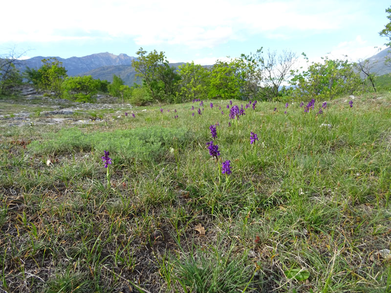 tonalit diverse di.....Anacamptis morio